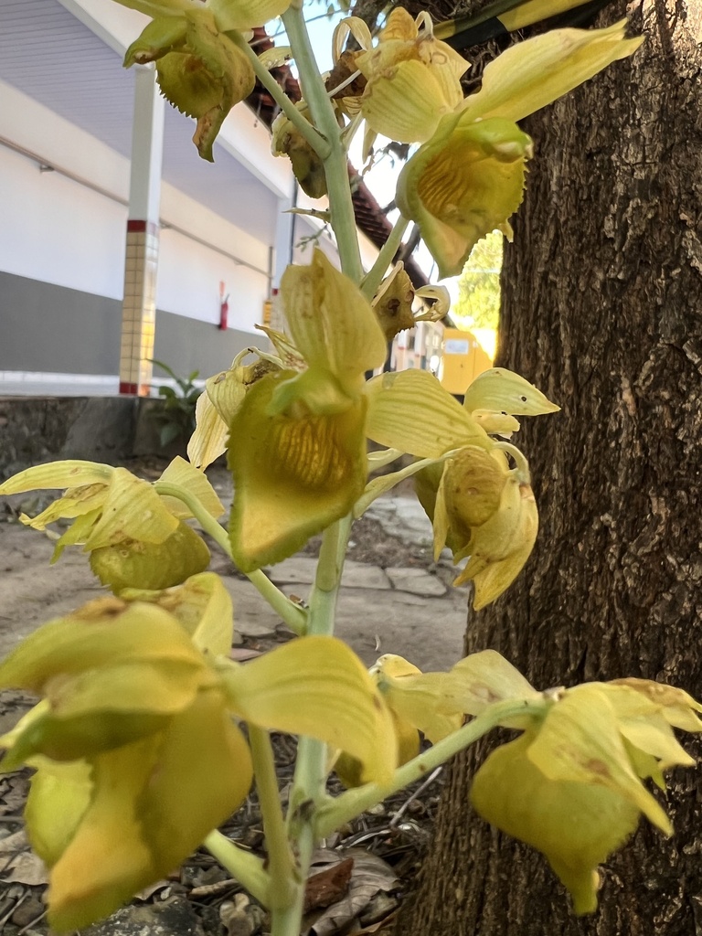 Catasetum seccoi × maranhense