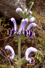 Salvia indica