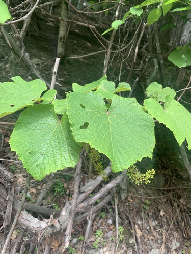 Vitis coignetiae, photograph 5