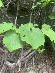 (c) 岸本年郎, some rights reserved (CC BY) Vitis coignetiae, photograph (c) 岸本年郎, some rights reserved (CC BY)