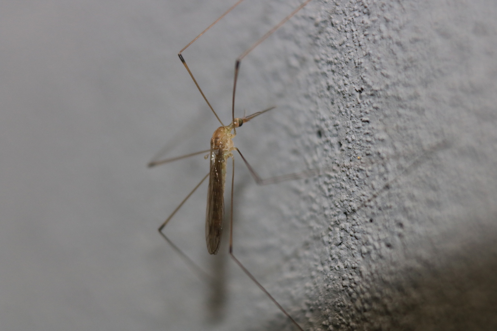 Geranomyia communis