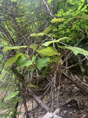Vitis coignetiae, photograph 6