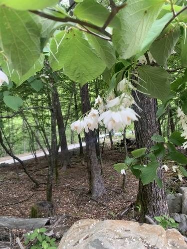 Styrax obassia (Styrax obassia)