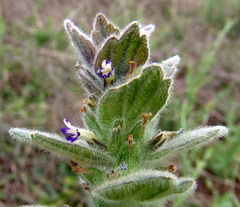 Ajuga orientalis