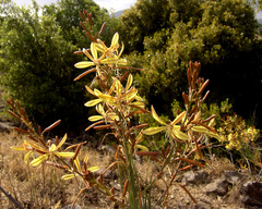 Asphodeline brevicaulis