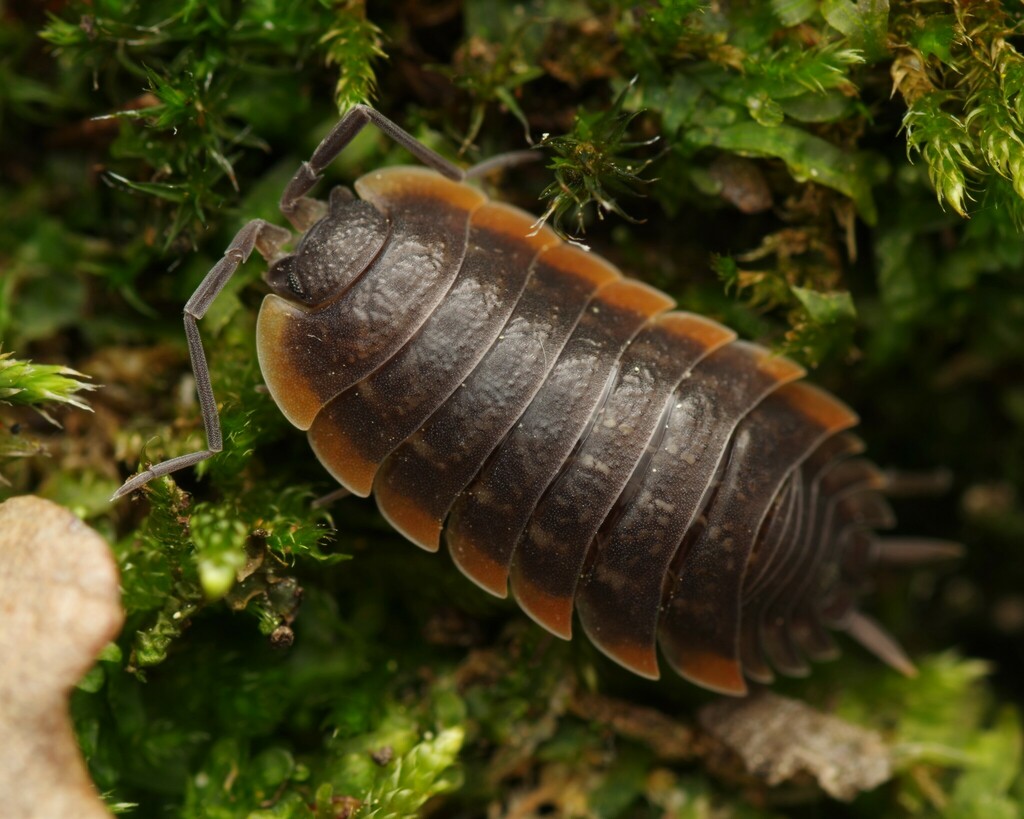 Porcellio duboscqui