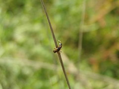 Xantholinus elegans