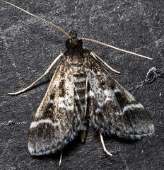 Diasemiodes janassialis