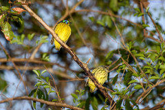 Philepitta schlegeli