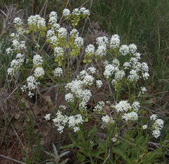 Peltaria angustifolia