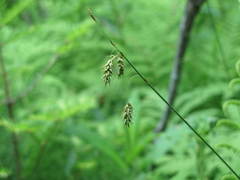 Carex castanea