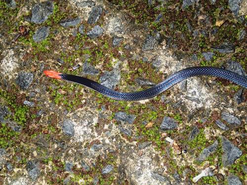 Photo of a Red-headed Reed Snake (Calamaria schlegeli)