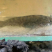Elongate Pearlfish - Photo (c) Guille Ivan Spajic, some rights reserved (CC BY-NC), uploaded by Guille Ivan Spajic