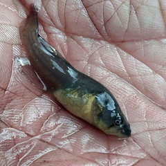 Austrolebias elongatus