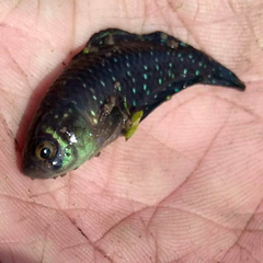 Austrolebias nigripinnis