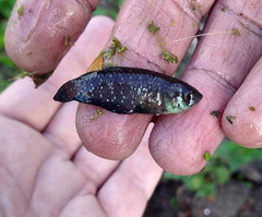 Austrolebias nigripinnis