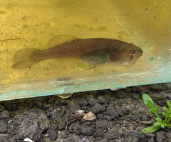 Austrolebias elongatus