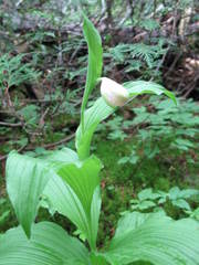 Media resource of Cypripedium reginae
