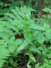 Epilobium glandulosum
