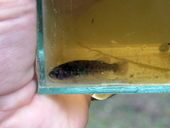 Austrolebias elongatus