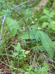 Galium labradoricum