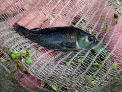 Austrolebias bellottii
