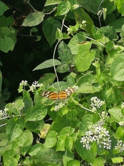 Eueides isabella