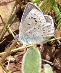 Icaricia icarioides missionensis
