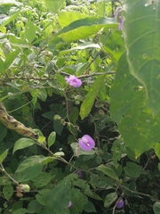 Centrosema virginianum