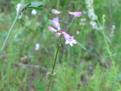 Penstemon calycosus