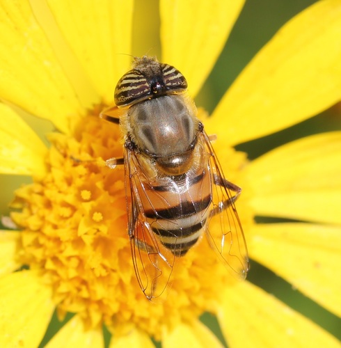 Stripe-eyed Lagoon Fly photo 4