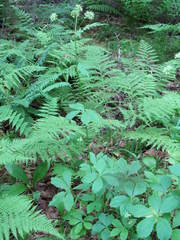 Sanicula marilandica image