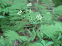Sanicula marilandica image