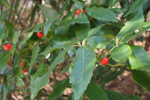 Aucuba japonica