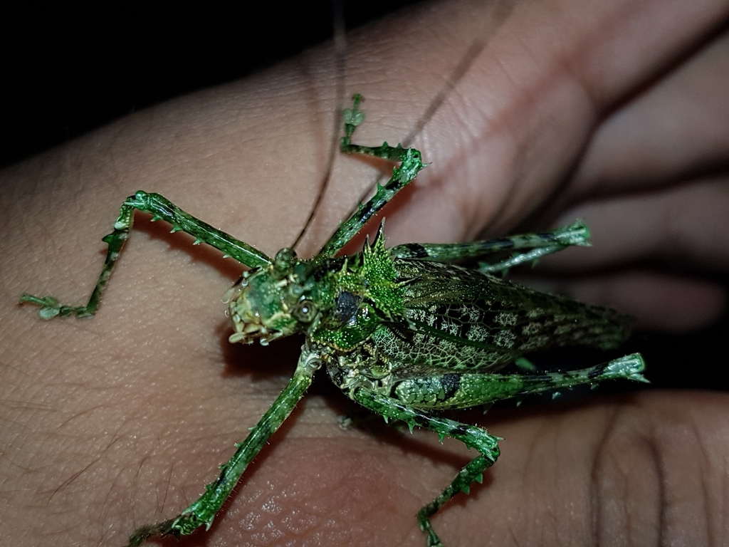 Lipacophora