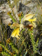 Gladiolus virescens