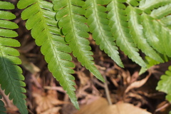 Dryopteris pacifica