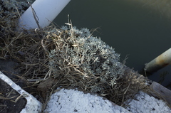 Crossostephium chinense