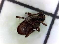 Ptinus