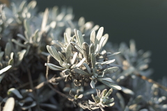 Crossostephium chinense