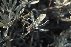 Crossostephium chinense