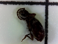 Ptinus