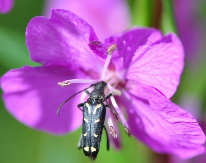 Leptura arcifera