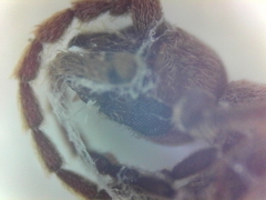 Ptinus