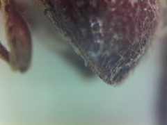 Ptinus