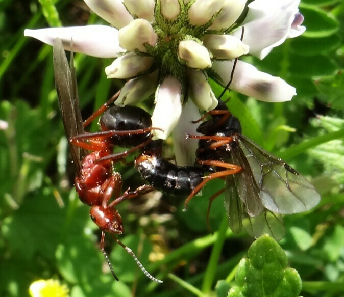 Formica sinensis from 中国云南省迪庆藏族自治州香格里拉市 on July 13, 2014 at 0827 PM by
