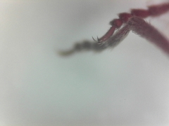 Ptinus