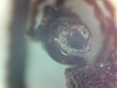 Ptinus