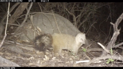 Meller's Mongoose photo 3
