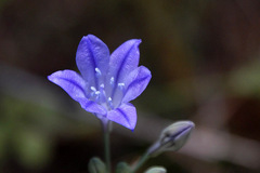 Triteleia laxa